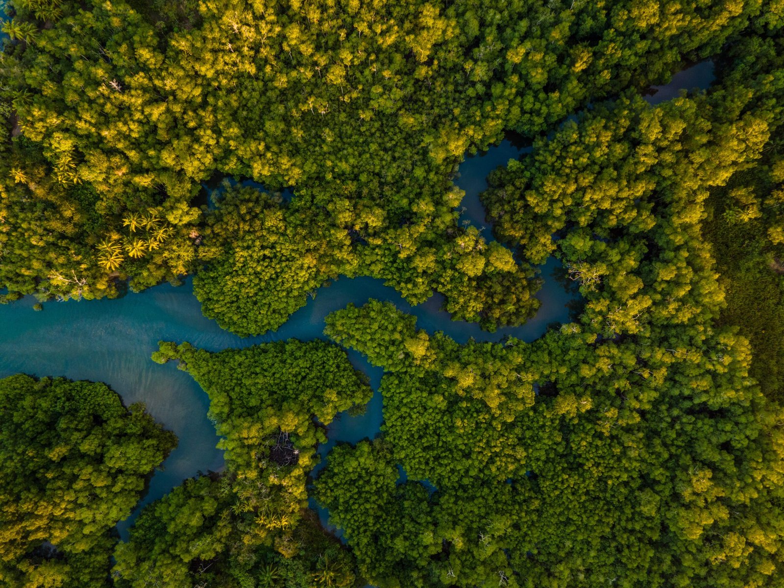 Aerial View of the Esquinas River Mangrove Forest